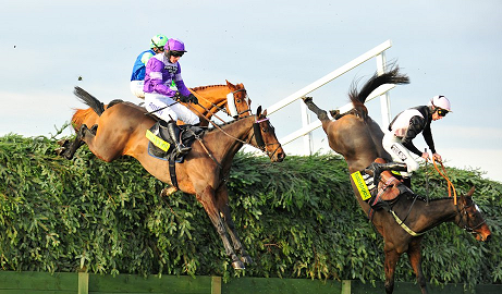 gdwon333 steeplechase horse racing